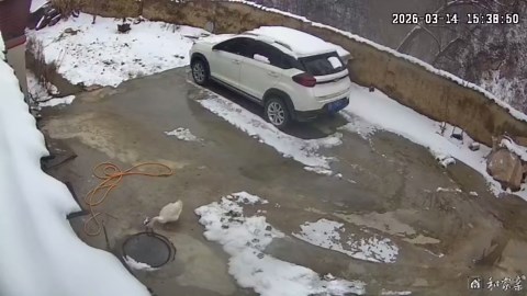 Duck falls into manhole after cover flips in Gansu, China