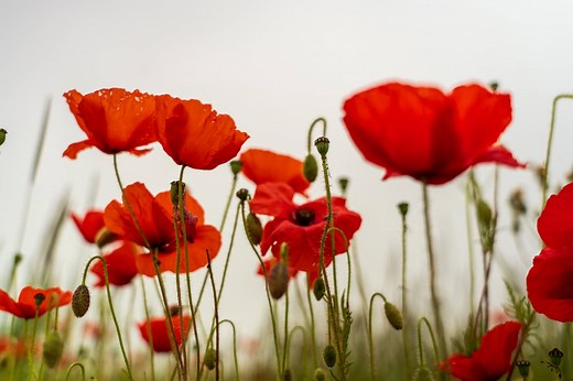 Why Are Poppies Used for Memorial Day? Here’s What They Mean