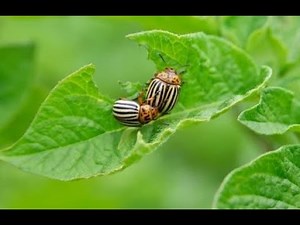 Effective Pest and Disease Management in Agriculture (13 Minutes)
