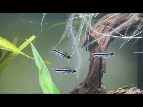 The Gentle Behavior of Pygmy Corydoras (Corydoras pygmaeus)