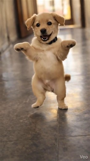 Cutest Dancing Puppy Ever 😍 | Baby Dog Dance Video”#cutepuppy#dancingpuppy#babydog#cutedog#puppy