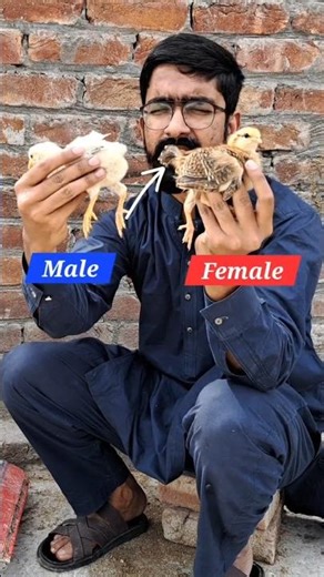 Chicks Gender | Male vs Female | Easy Identification 🐥 #shorts