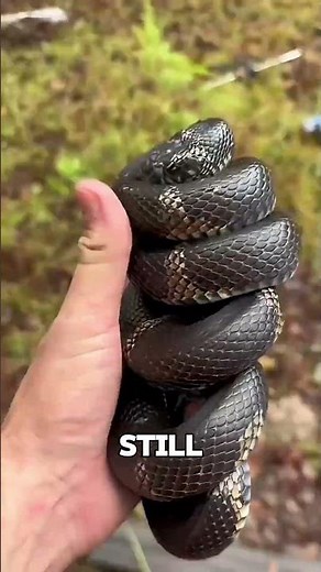 How Do Snakes Sleep? #shorts #animals #wildlife