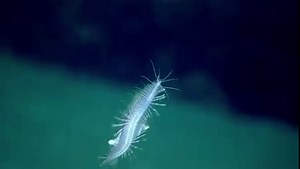 3.1K views · 194 reactions | Check out the parapodia on this scale worm, expertly imaged by Global Foundation for Ocean Exploration engineers piloting remotely operated vehicle Deep Discoverer in the Gulf of Mexico. #WormWednesday | NOAA Ocean Exploration | Facebook