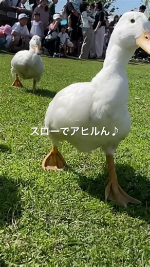【マザー牧場でアヒルさんのスロー】 #マザー牧場 #癒し #動物 #自然 #アヒル #声優系vtuber