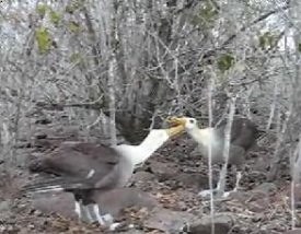 Ridiculous mating dance of the Waved Albatross