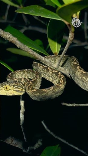 Spotting Amazon Tree Boa during herping at Table Mountain