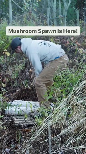 Did you know we’ve introduced outdoor mushroom growing spawn and supplies? Here, we’re inoculating birch logs with plug spawn. First, we drill the holes using an 8.5 mm drill bit with an angle grinder adapter and insert the plug spawn into the holes. Then, we tamp them in using a hammer and apply hot wax as a seal. We now have our own mushroom trials at Johnny’s Research Farm, which doubles as a training ground for our staff. We’re excited to see mushrooms growing from these logs in the next 9-1