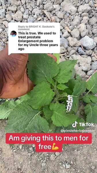 Heliotropium Indicum for Men's Prostate Health