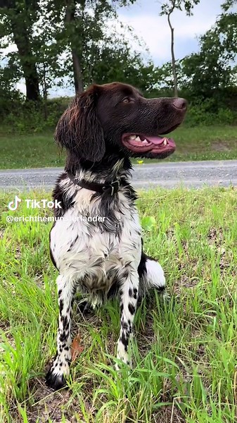 Training Your Kleiner Münsterländer Hunting Dog