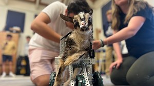 Student-Built ‘Goat Cart' Helps Baby Goat Walk