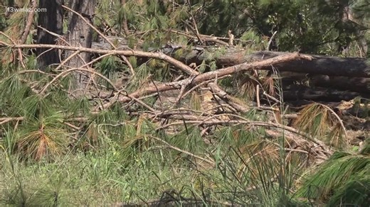 Hurricane Helene farm relief application opens today