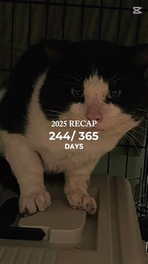 2025 is where it all began...what started as a simple idea grew into a year packed with action, learning curves, and cats who had absolutely no interest in sticking to a script. Plans were made, plans were rewritten, and cats remained confidently in charge the entire time. Winter shelters became one of the biggest threads of our year. Donated coolers, totes, insulation, and a whole lot of effort turned into warm, weather-safe condos placed throughout the community. One shelter led to another, th