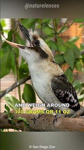 Kookaburra | The Laughing Bird