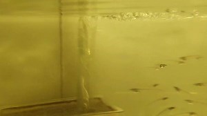 Glass catfish!! | Aquatico Aquarium