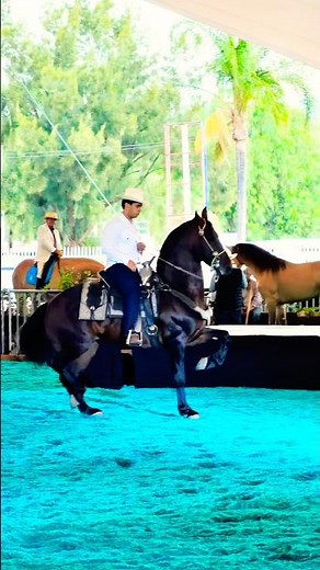 Feria Internacional de Aguascalientes 2026 Caballo Español 🇲🇽 #shorts