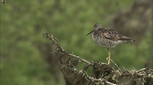 Greater Yellowlegs Similar Species to, All About Birds, Cornell Lab of Ornithology