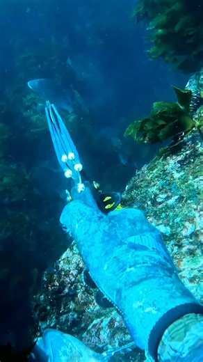 Ollie Craig | Primal Pursuit on Instagram: "Hunting Snapper easy peasy (I was however, in a very fishy offshore island) 😅 #spearfishing #snapper #diving"