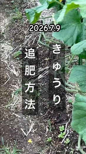 [Essential Fertilizer] How to Side-Dress Cucumbers #CucumberCultivation