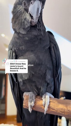 Exploring the Five Species of Black Cockatoos