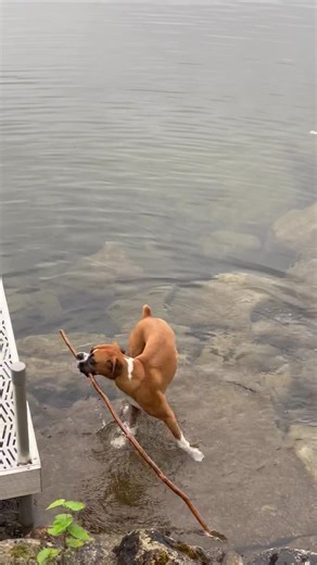 Someone get me a red swimsuit and David Hasselhoff. #baywatch | Wrigley, Bauer, Kobe, and Sophie Boxer
