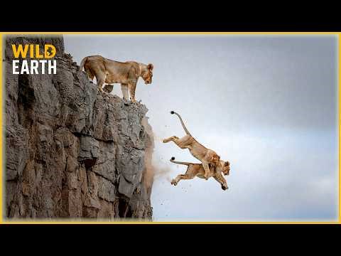 Top 40 Shocking Animal Falls Caught On Camera | Invasive Species #163