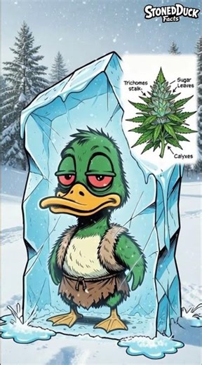 Why Some Cannabis Strains Look Frosty ❄️🌿