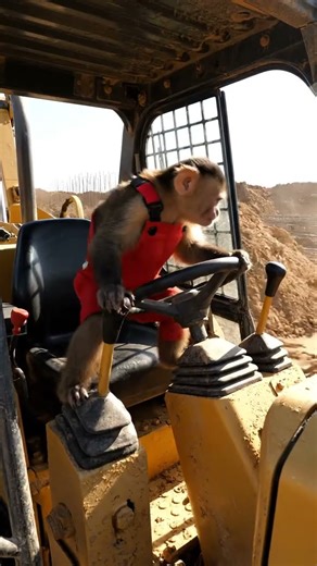 monkey driving excavator