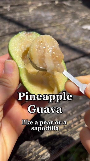 Understanding Feijoa: Unique Flavor and Pronunciation Guide