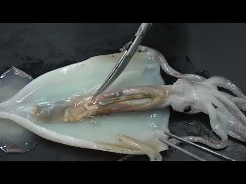 灘校生物研究部 イカの解剖