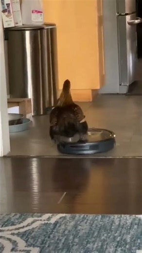 Chicken on robot!🤔 #viral #highlights #viralshort #laughoutloud #funny #chicken #vacuum