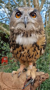 8.5K views · 568 reactions | Life of a Zookeeper on Christmas Day  Our #DayInALifeOfAZookeeper series is created together with @liontrustviews 女 | London Zoo | Facebook