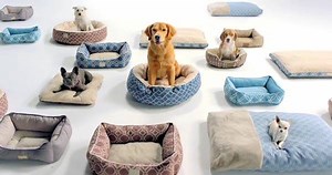 Pet-pleasing picks are popping up for tail-wagging prices. | Ross Dress for Less