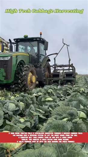 High Tech Cabbage Harvesting