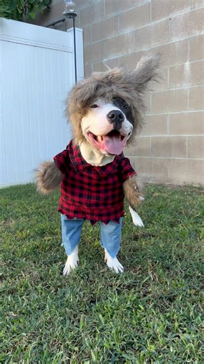 🎃👻 Happy Howl-o-ween! 👻🎃 Our favorite goblins and ghouls want to wish everyone a spooktacular weekend! 🕸️🐾 Stay safe, have fun, and don’t forget to share your costume pics with us! 🦇🍬🧡 | Orange County Pit Bull Rescue