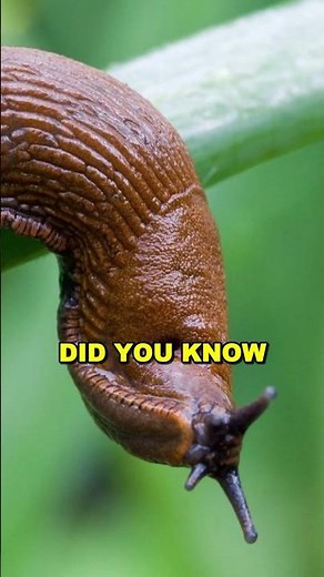 Slugs Have HOW Many Teeth?! 🐌🦷 #slugs #animals #facts