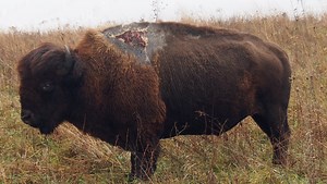 Sparky, the Iowa bison that survived a lightning strike, dies