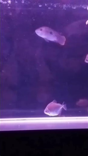 Red tail golden #arowana #fish #angelfish #shorts