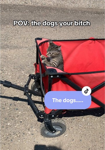 Queen Karen 👑 #karenthecat #cutecatvideo #cattoks #tabbycats #funnycatvideos