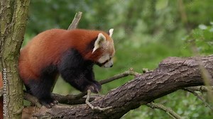 Red panda (Ailurus fulgens) climbing a tree, cute animal in vegetation