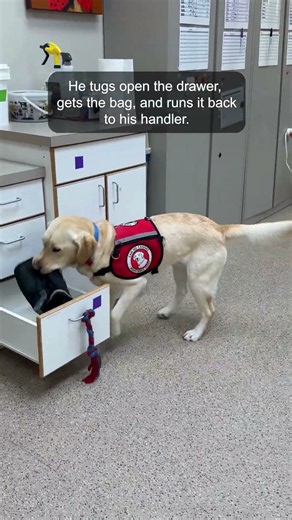 Hendrix shows how a Diabetes Assist Dog can help someone with Type 1 diabetes