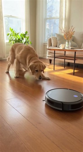 Dog vs Robot Vacuum: Who Wins? 🤖🐾