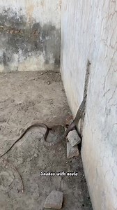 King cobra 🐍 with nevla eating video #wildlife #fblifestyles #newyear #snack #nevlafightkingcobra #kingcobra #snacktime #animallover #shortsvideos #fbviralreels #fbreels23 #snackvideo #snacks #cat #catlover | snakes with nevla