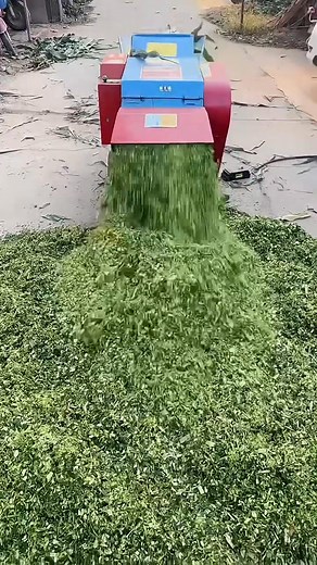 Efficient Forage Chopping Machine in Action! 🚜 Turning Corn Stalks into Valuable Silage 🌱 The Power of the Chaff Cutter 💪 Farm Tech: Quick & Easy Crop Processing 🧑‍🌾 #EfficientForageChoppingMachine #CornStalks #ValuableSilage #ChaffCutter #FarmTech #CropProcessing #AgricultureInnovation #FarmingEquipment #SilageMaking #PrecisionFarming #SustainableFarming #FarmersWisdom #MachineryInMotion #HarvestSuccess #AgriTechnology #CornChop #FarmLife #TractorFun #FieldWork | Zhongbang Breaker