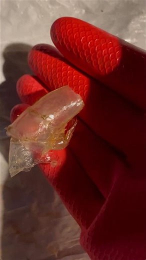 BIO 110 Shrimp dissection #1