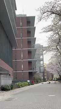 東京農業大学の世田谷キャンパス。経堂門から入ると満開の桜が迎えてくれました。4月2日の入学式までもって欲しいですね。＊鳴いてるのは世田谷区の鳥、オナガです。#東京農業大学 #世田谷キャンパス