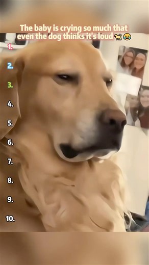 The baby is crying so much that even the dog thinks it's loud 🐕 😂 #dog #baby #funny #usa #fyp