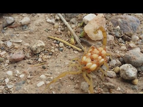 How to deal with scorpions in your home