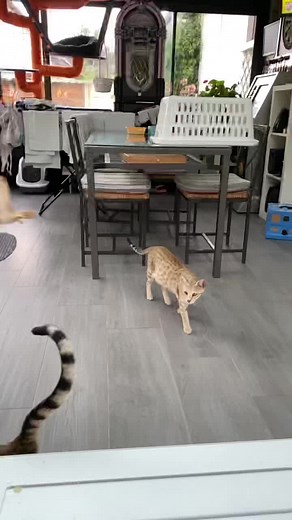 Bengal Cat Tricks: Jumping and Balancing in the Kitchen