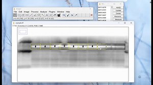 ImageJ 分析 Western Blotting(WB) 条带